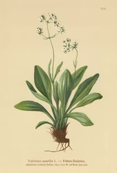 Valeriana de roca (Valeriana saxatilis)